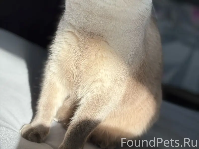 Пропал кот Гриша, Искровский проспект