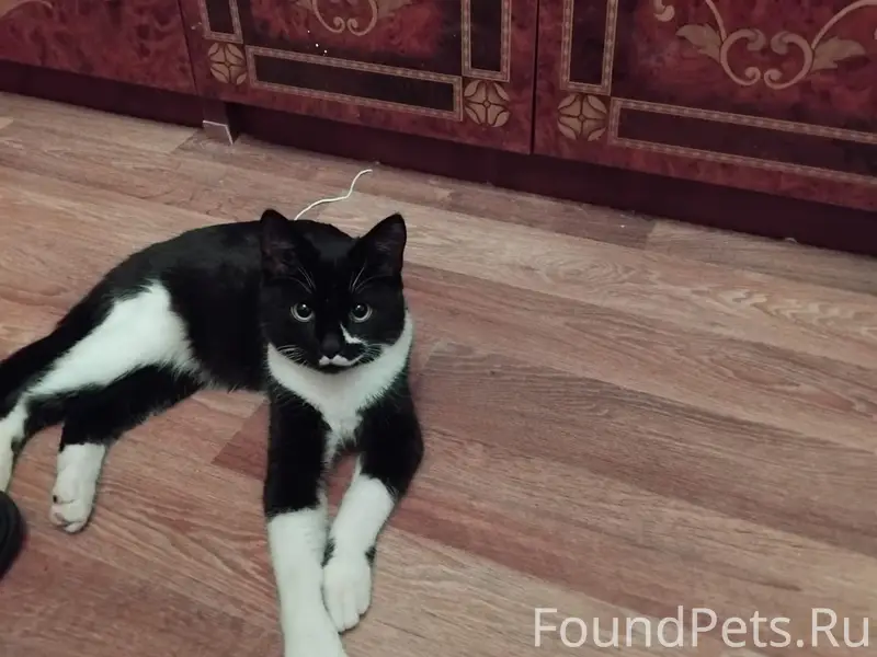 Найден котик Феликс, Коломна