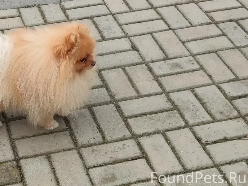 Пропал померанский шпиц, Западный район