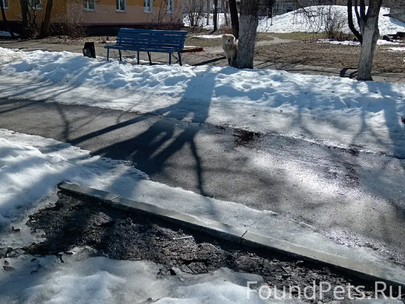 Пропала собака чау-чау, улица Ленина