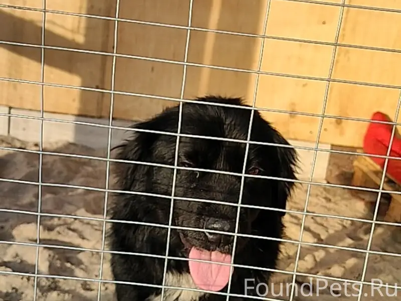 Найден чёрный пёс, с. Высоцкое