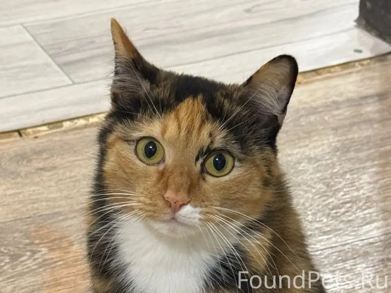 Пропала кошка Юки, район домов Пятилетки