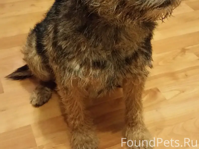 Пропал пёс, деревня Шолохово