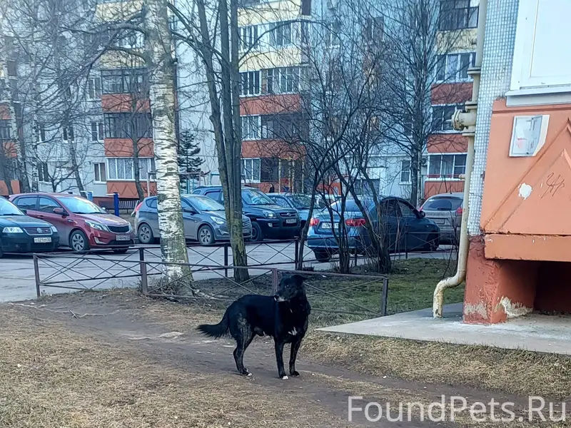 Найден кобель, возможно слепой на один глаз, ул. Коровникова