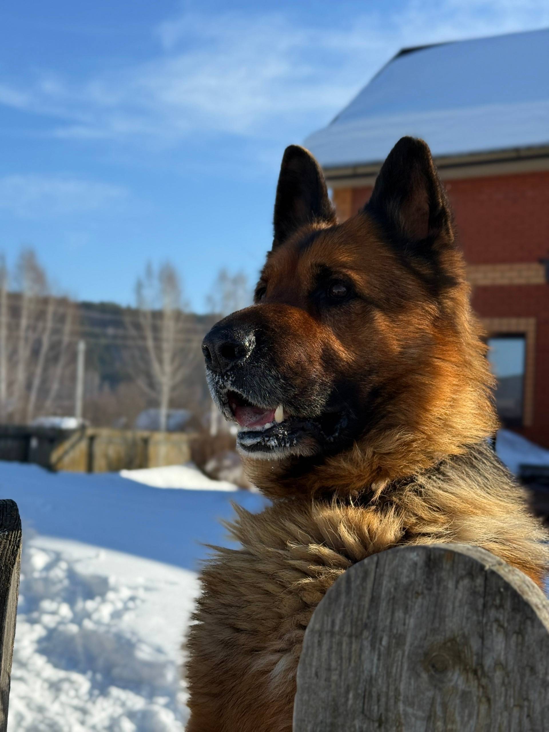 Пропал пёс Туман, посёлок Первомайский