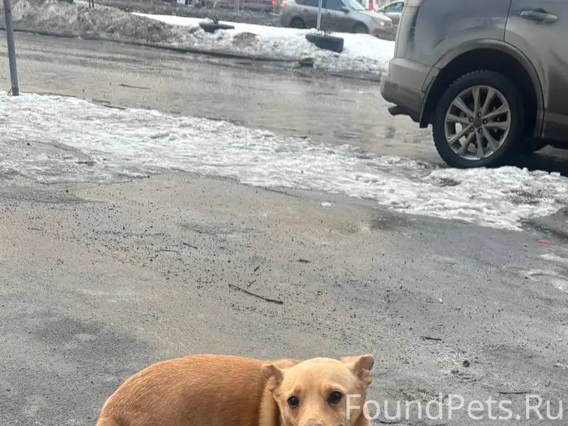 Найден мальчик-собака, у ТЦ Академический