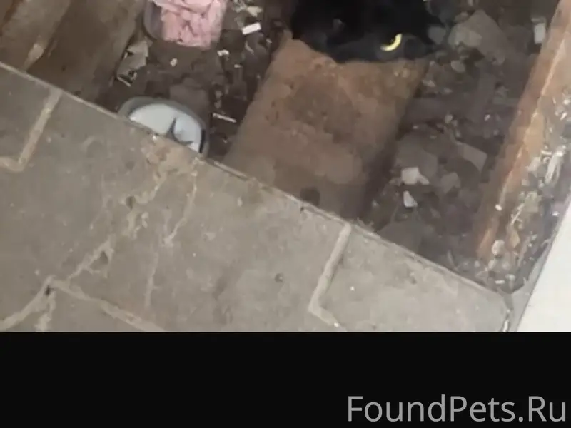 Найден котёнок, Южный рынок