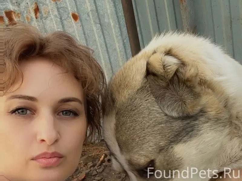 Пропала собака, СНТ Синтезкаучук, Тольятти