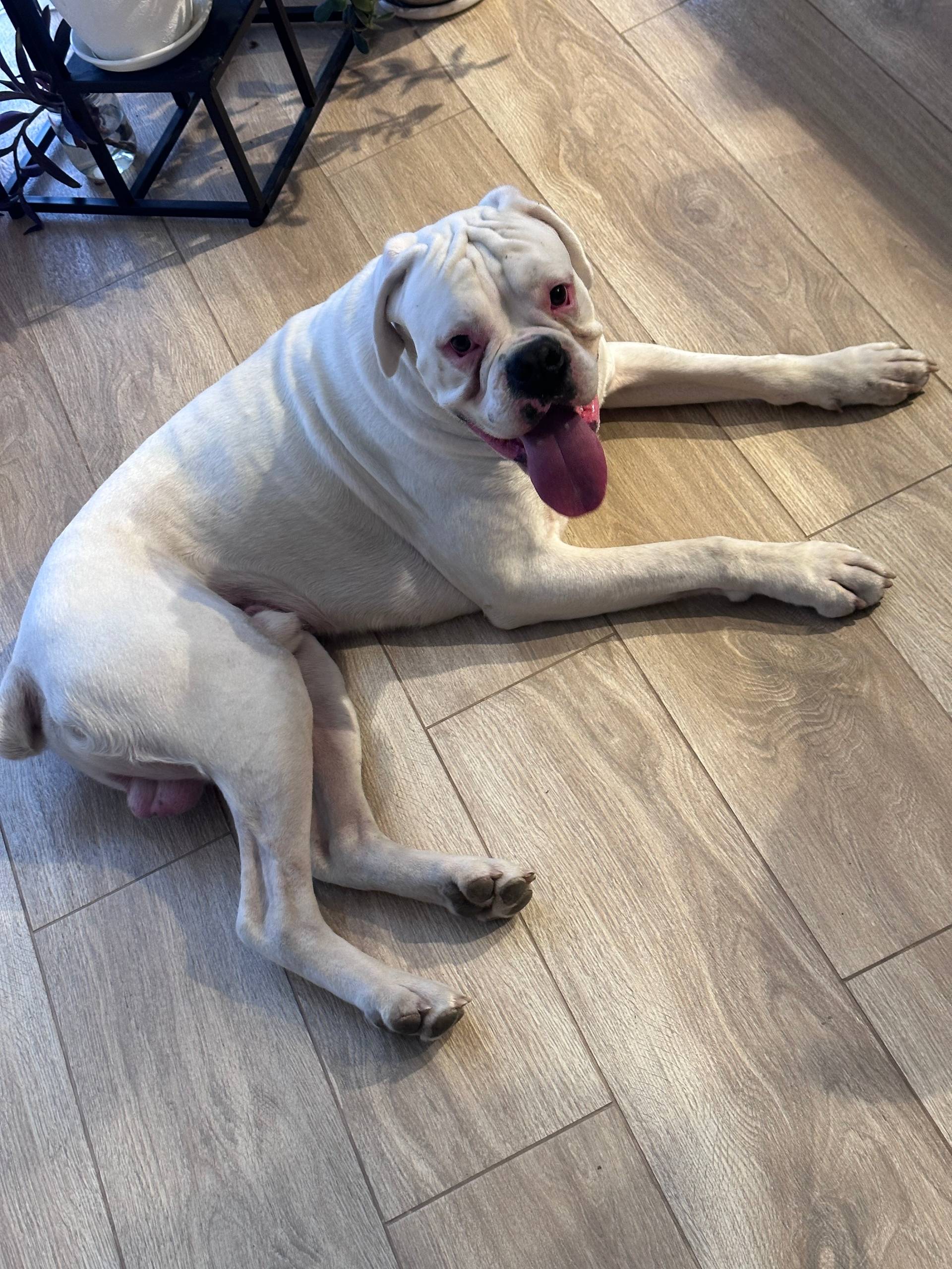 Найден метис, район Автодель, проспект Победы