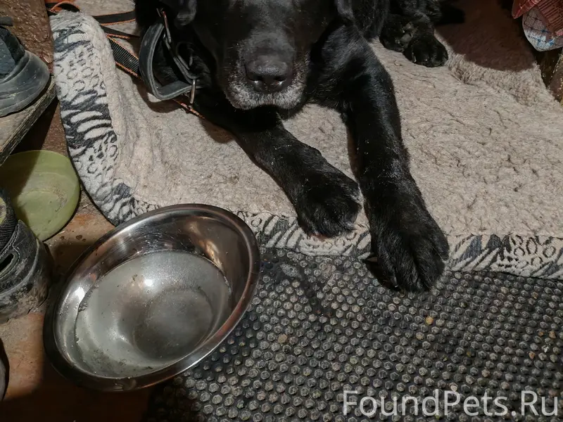 Найден лабрадор, Кукуштан