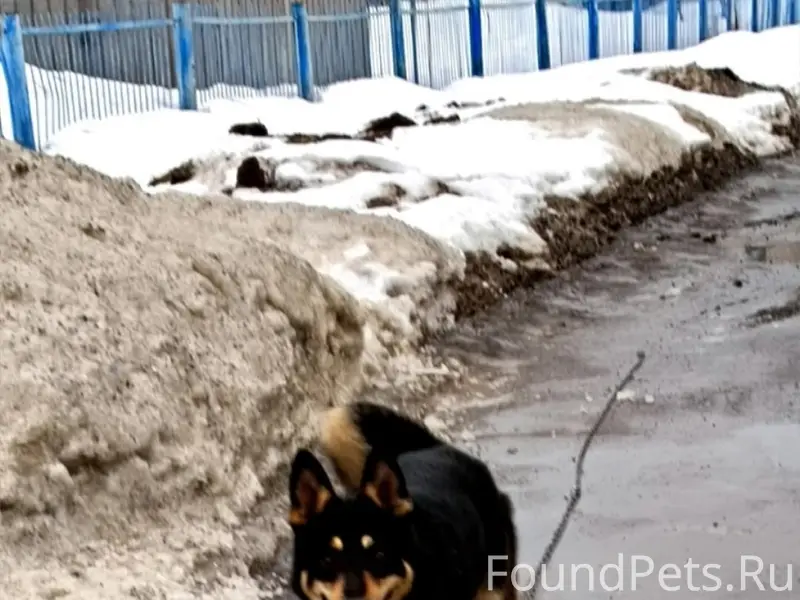 Пропал кобель, Соломбала