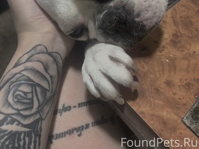 Пропал французский бульдог Альфа