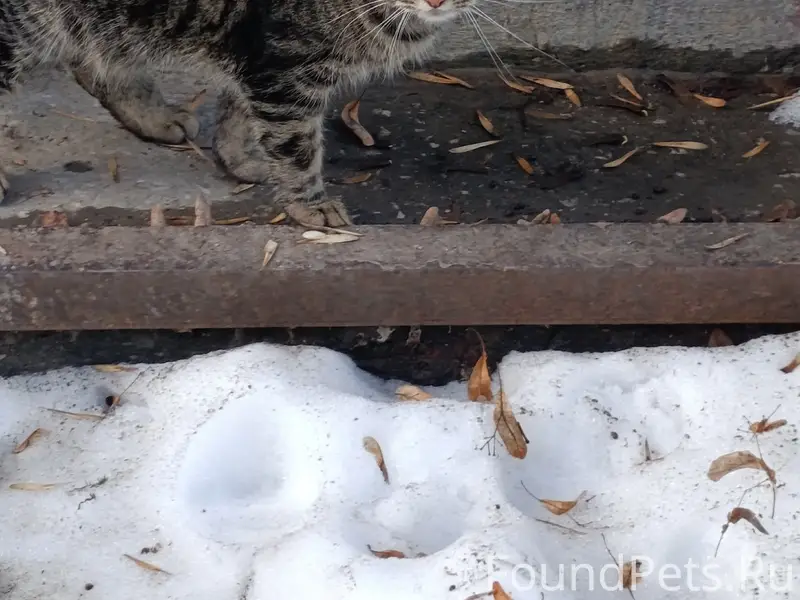 Найден кот, ул. Лермонтова