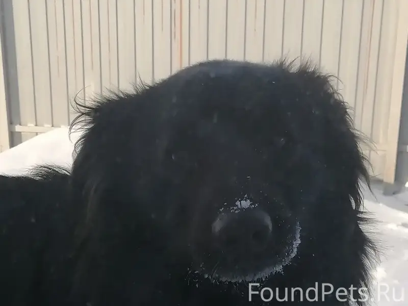 Пропал Чёрный, среднего роста, весь чёрный