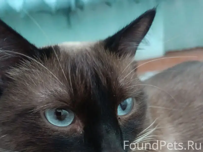 Найден кот, Забабахина 9