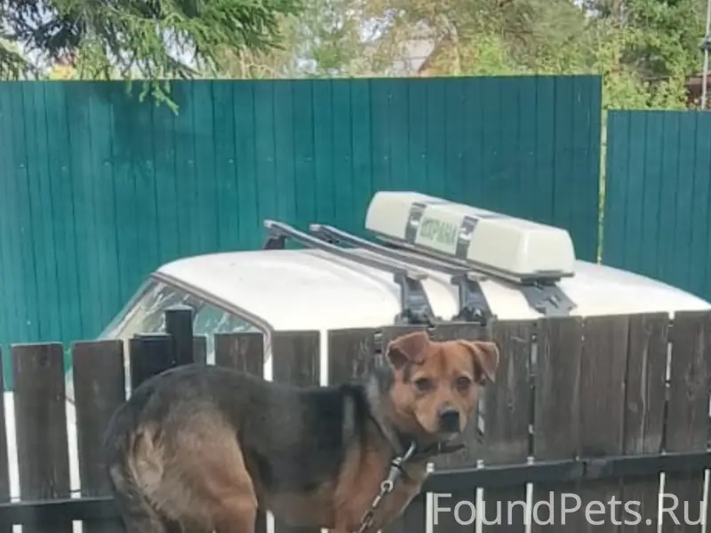 Пропал пёс Стив, СНТ Берёзовая роща