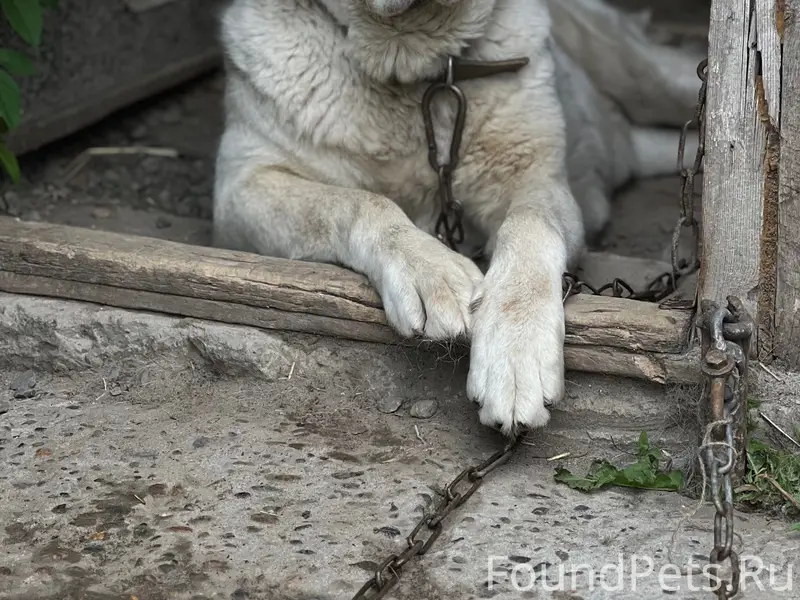 Пропала сао Тайга, село Власиха