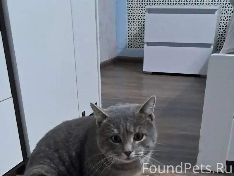 Пропал кот, ул. Новоторжская