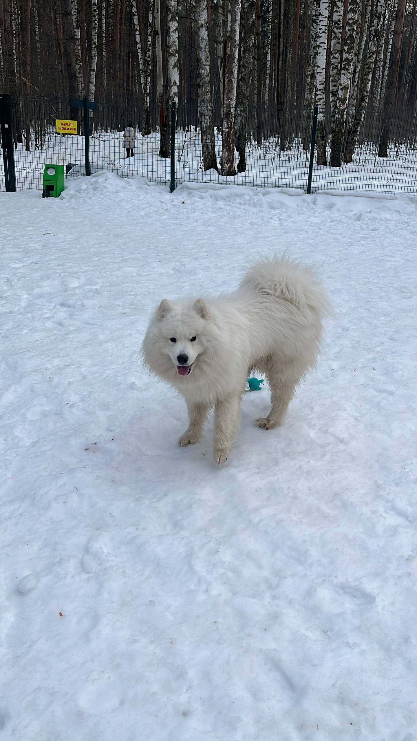 Найден самоед, район Паркового, г. Пермь