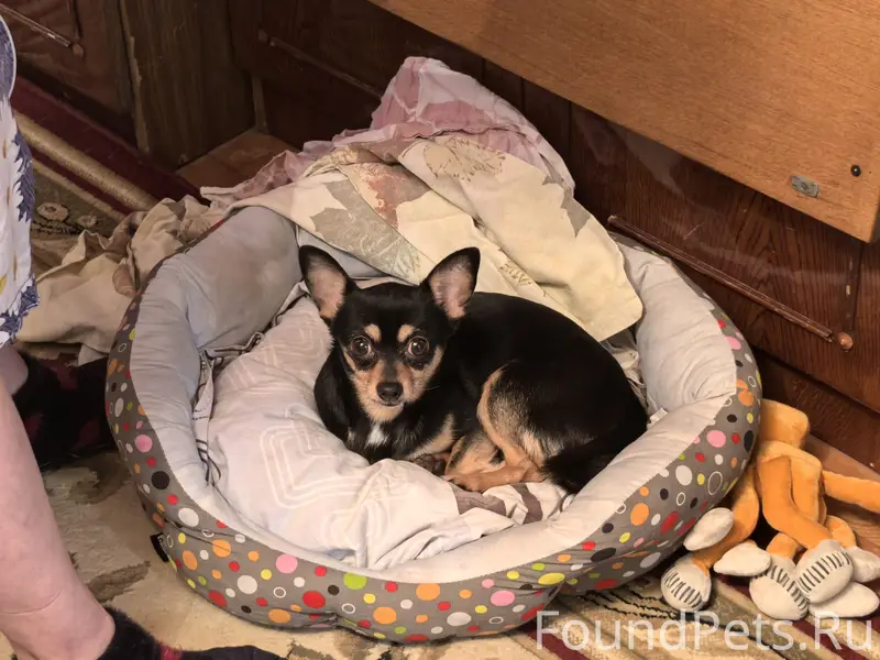 Пропала чихуахуа Энджи, Сертолово