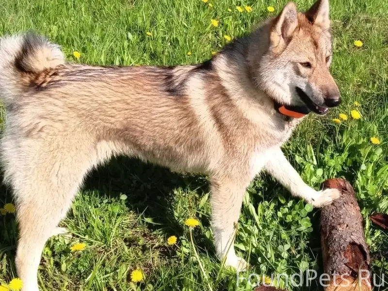 Пропала лайка Марта