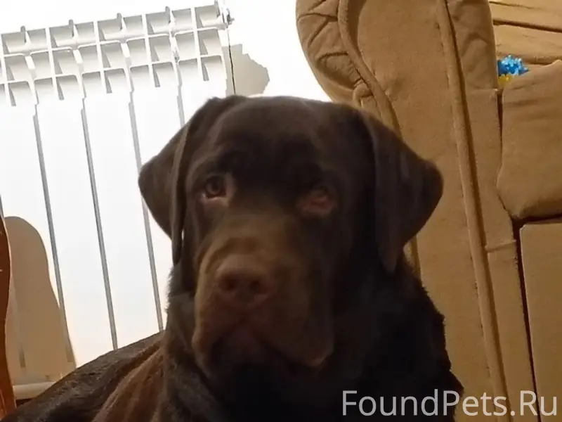 Пропал лабродор, коричневый окрас