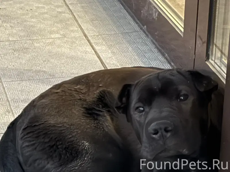 Найден тип собака, Ленинский район, ул. Новороссийская