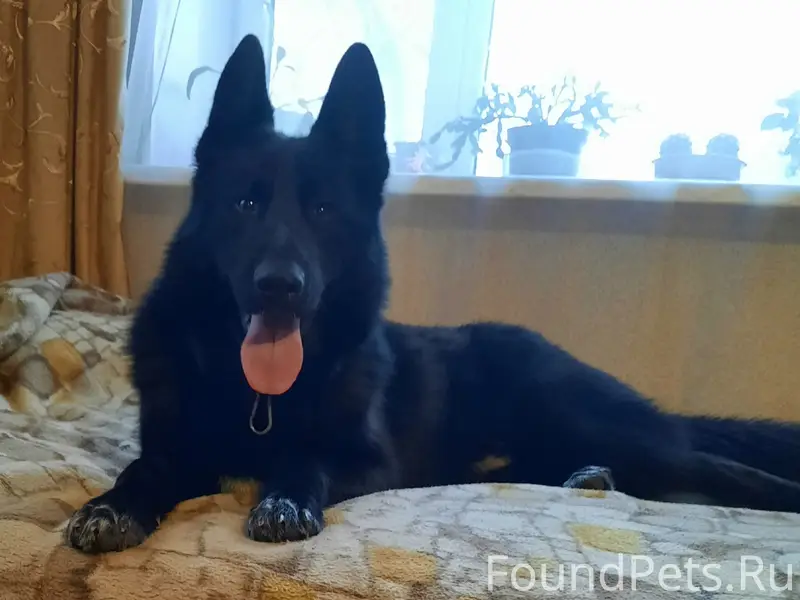 Пропал Макс, похож на немецкую овчарку, район Юбилейной