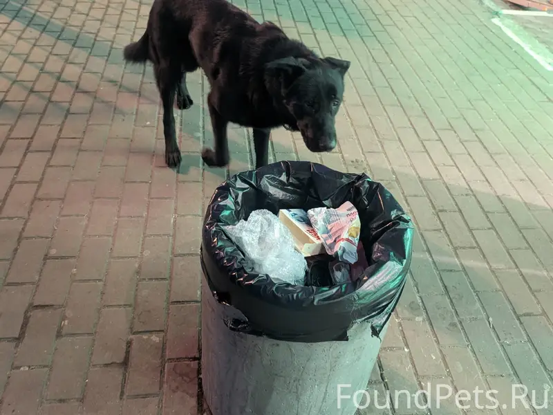 Пропал крупный чёрный пёс с ошейником, Коломна