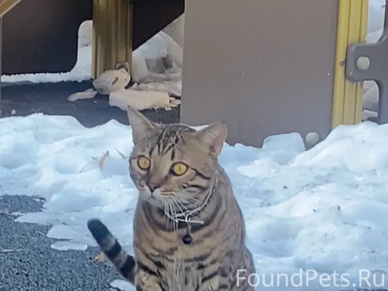 Найден кот с ошейником, Даниловский район