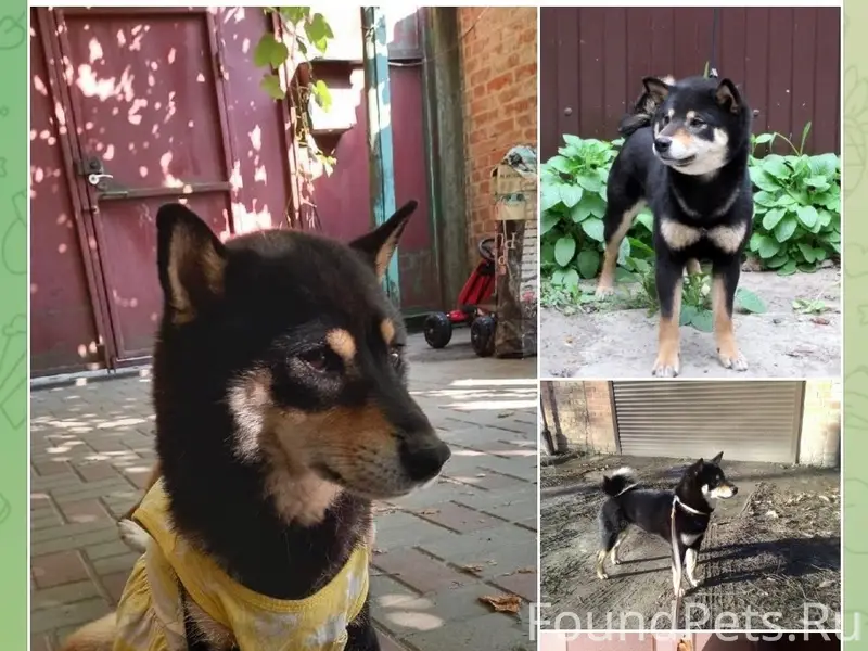 Пропала собака, Ростов-на-Дону (район Белорусской)