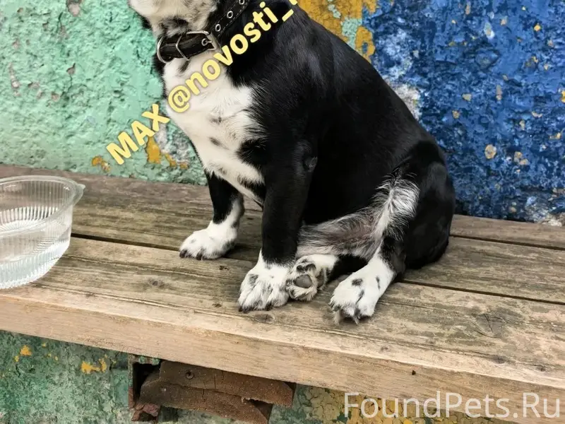 Пропала собака, Пионерская 12, Новороссийск