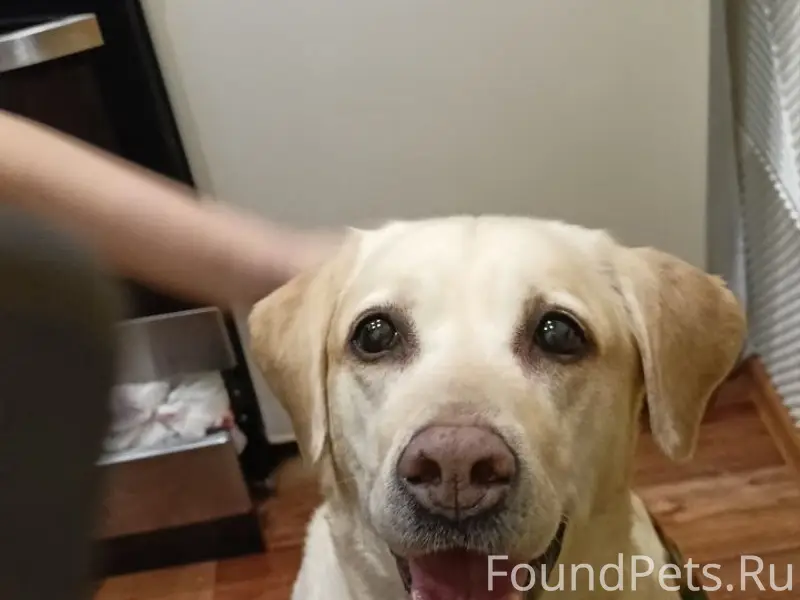 Пропала собака Хлоя