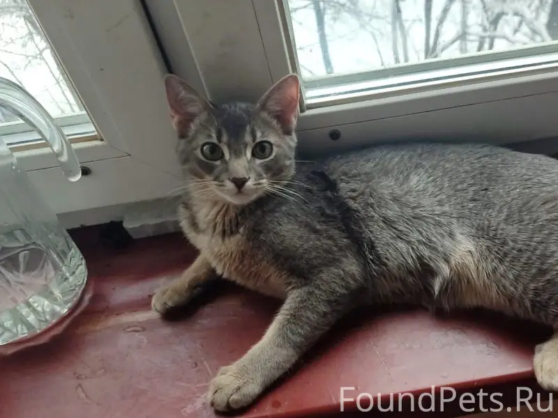 Пропал котёнок, Балашиха