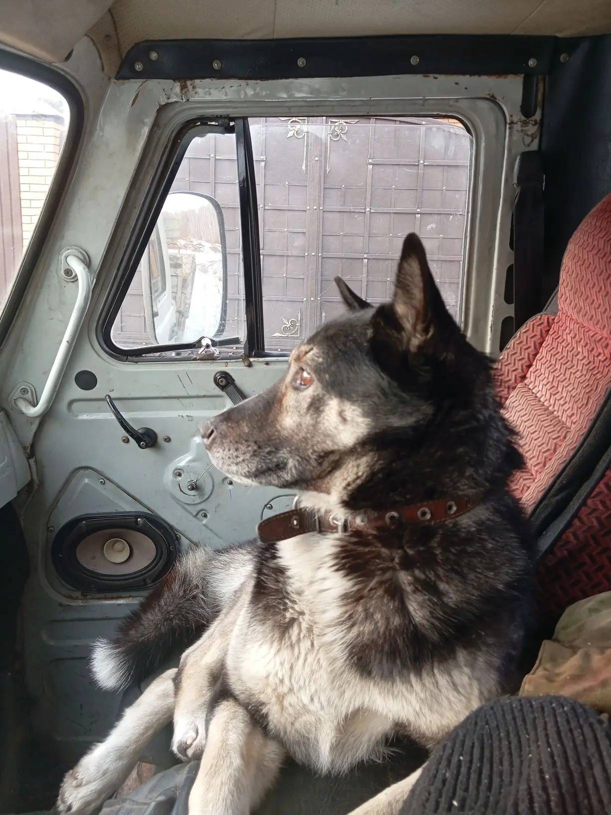 Найден тип собака, Сенная Падь