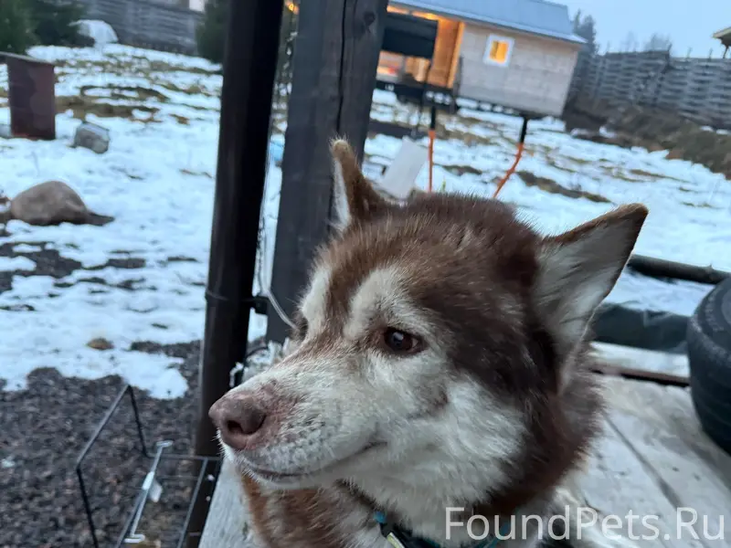 Найден тип собака, деревня Сарженка