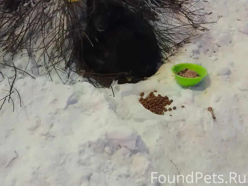 Пропала собака Маруся, около Сельсовета