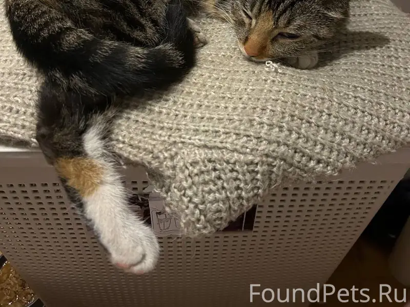 Найдена кошка, Ланское шоссе