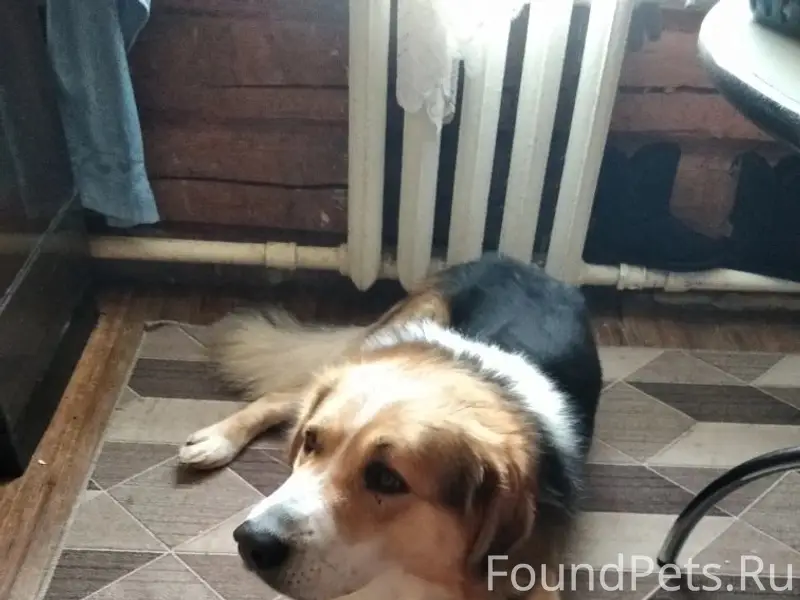 Пропал пёс Вася, Сахалин