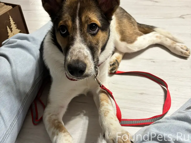 Пропала собака Нора, Снт «Рубеж»