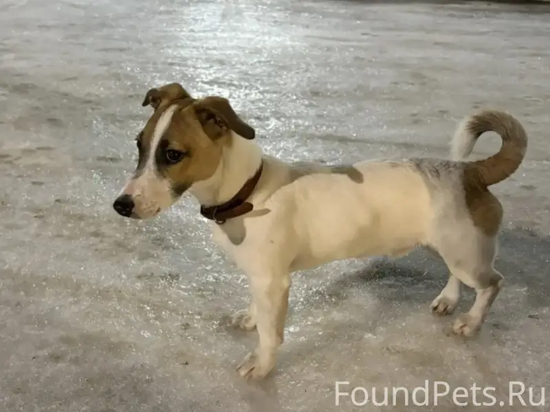 Пропал щенок, Весенняя 23