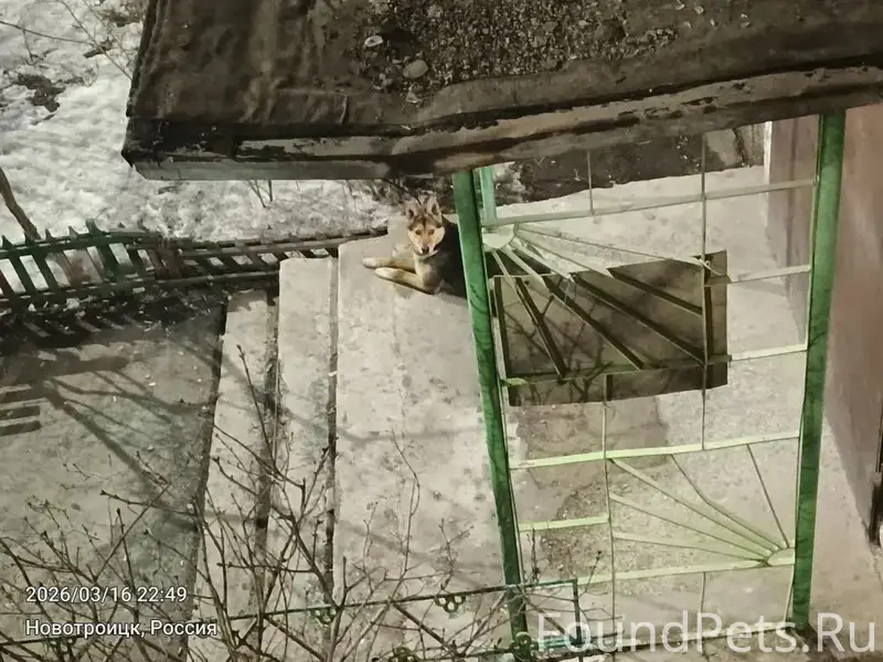 Найден пёс, Уральская, 3