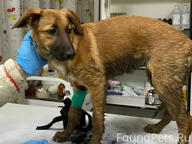 Найден щенок девочка, район п. Боровский