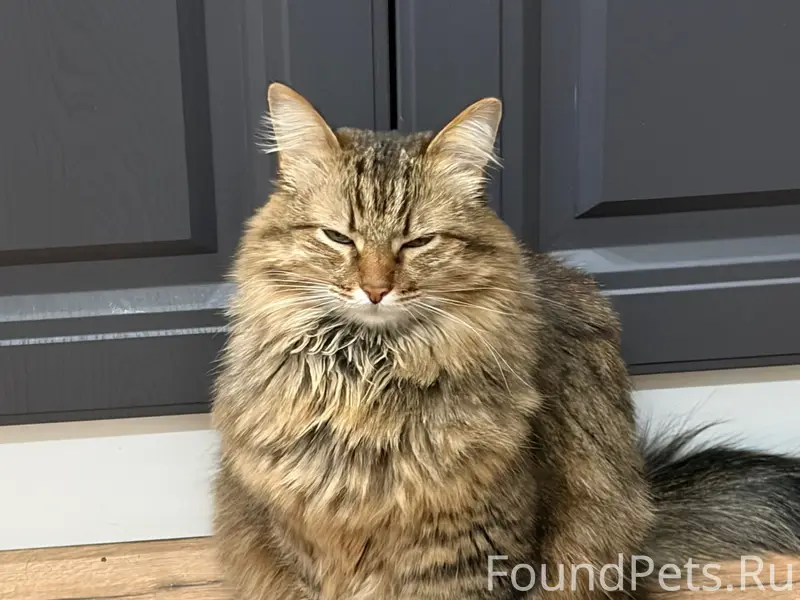 Пропала кошка Муся, Кадыкова 30