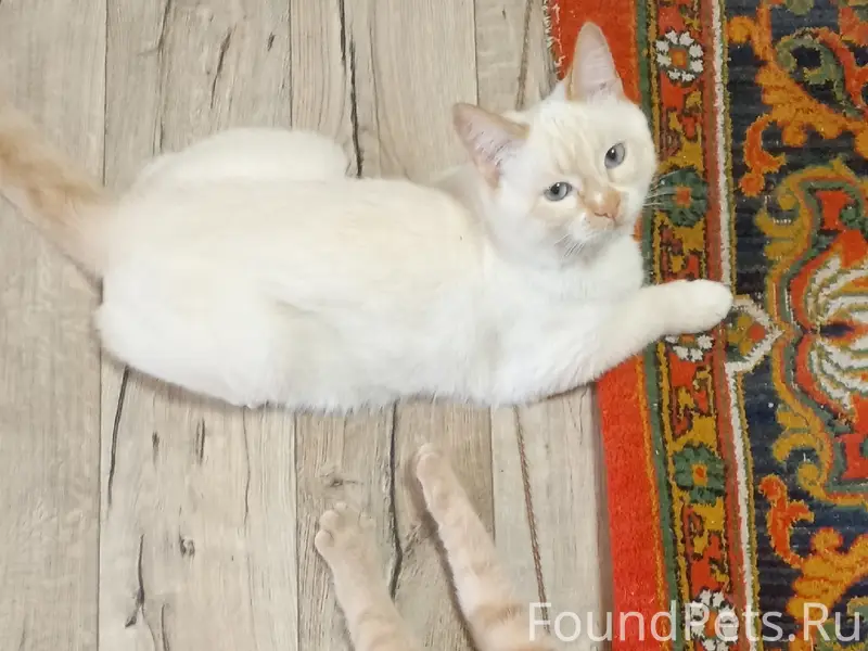 Пропал рыжий котёнок Симба, Бурансы