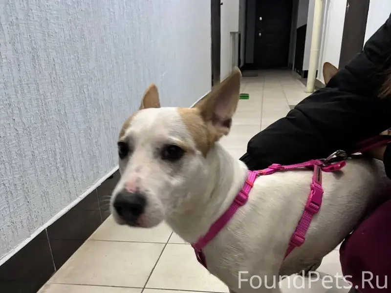 Найден пёс, ЖК Медовый