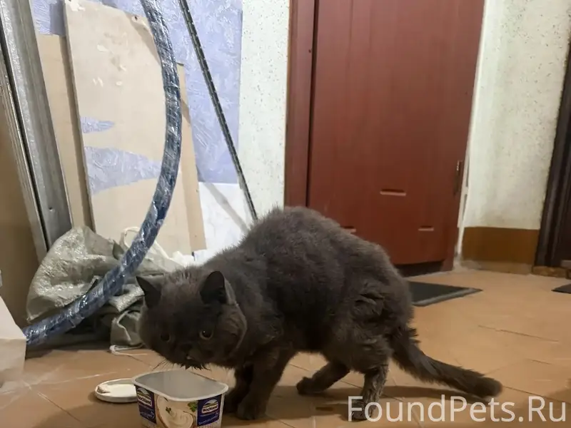 Найден кот, Генерала Батова, 35