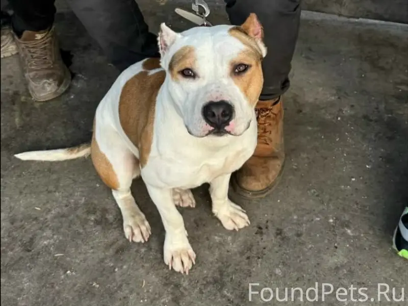 Найден стаффорд, метро Водный стадион