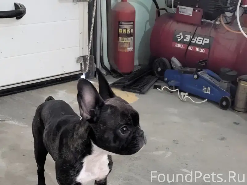 Найден щенок девочка, район Аэропорта