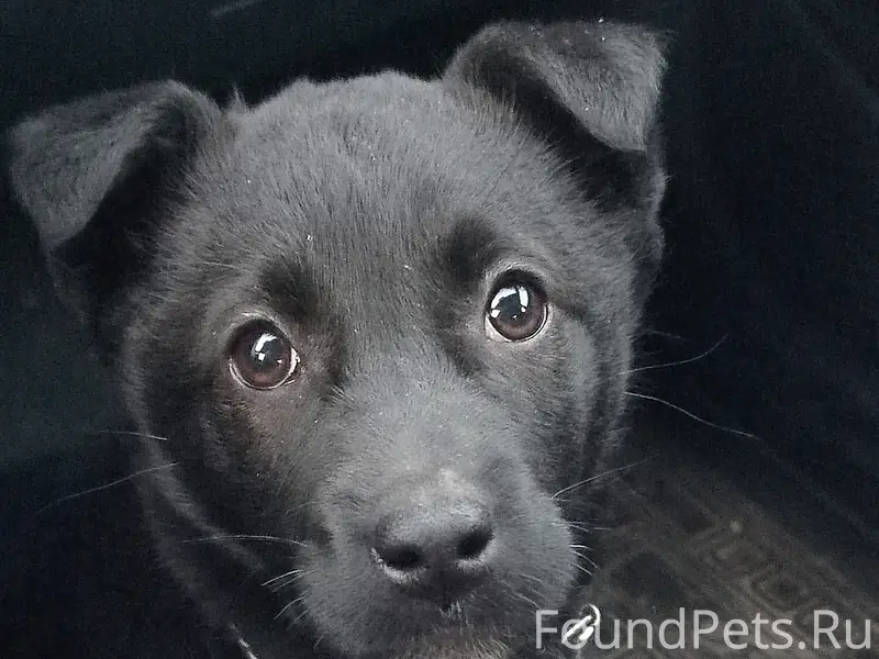 Найден щенок, Волоколамский пр-кт 31, Тверь